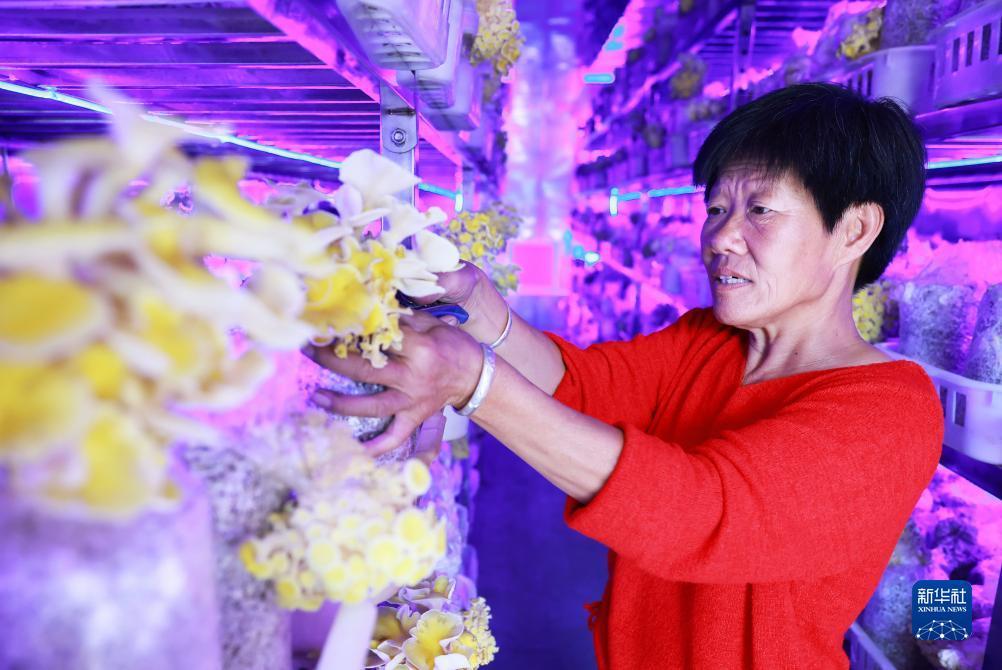 白菜大全网站论坛